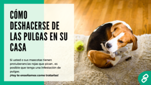 Cómo deshacerse de las pulgas en su casa