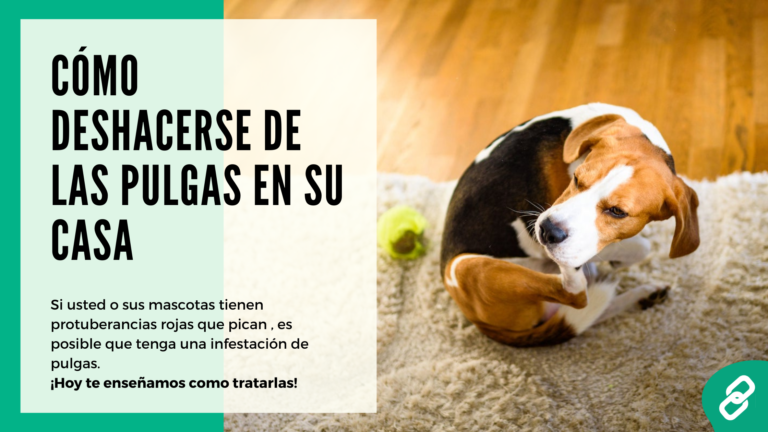 Cómo deshacerse de las pulgas en su casa